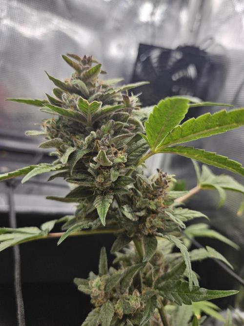 Mephisto's canna-cheese 1:1. Week 12 - Lady #2 shorty gettin thick.