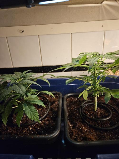 Hazeberry auto rqs testrun #2. Week 5 - Today was transplantday, prepping them for the autopotsystem.