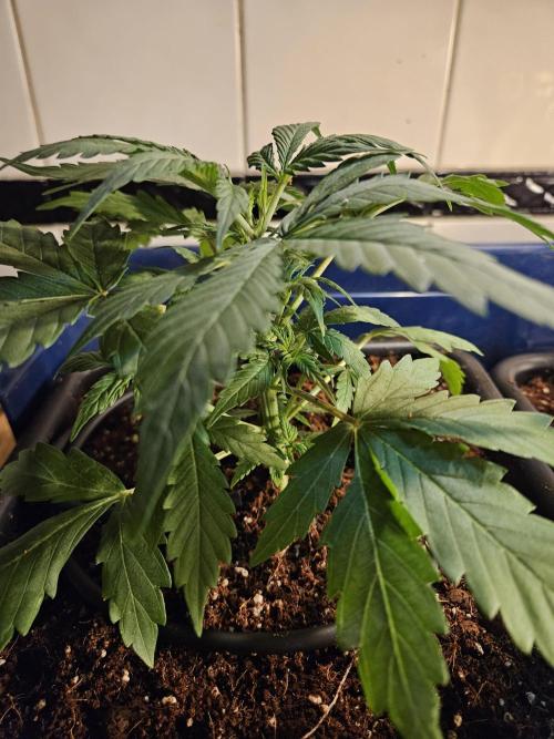 Hazeberry auto rqs testrun #2. Week 5 - Lady #1