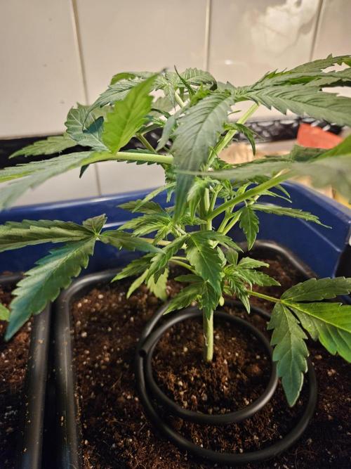 Hazeberry auto rqs testrun #2. Week 5 - Lady #2