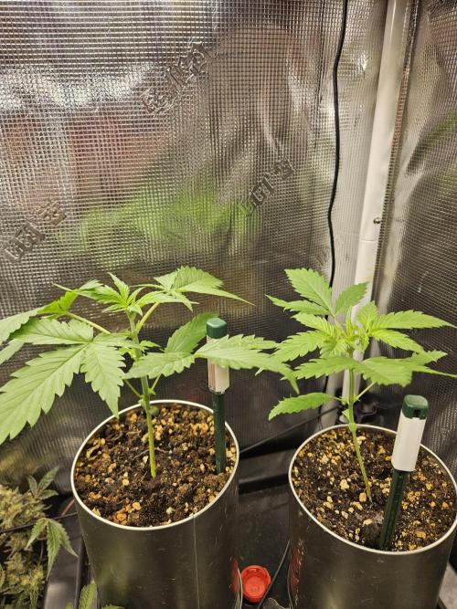 White widow auto Fastbuds test #3. Week 3 - Lady #1 and #2