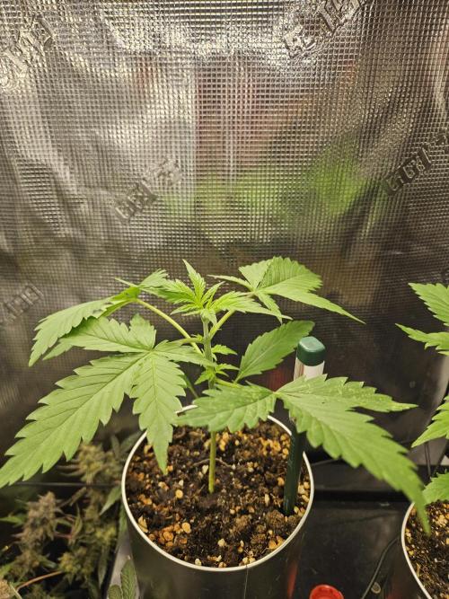 White widow auto Fastbuds test #3. Week 3 - Lady #1