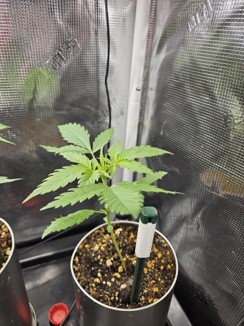 White widow auto Fastbuds test #3. Week 3 - Lady #2