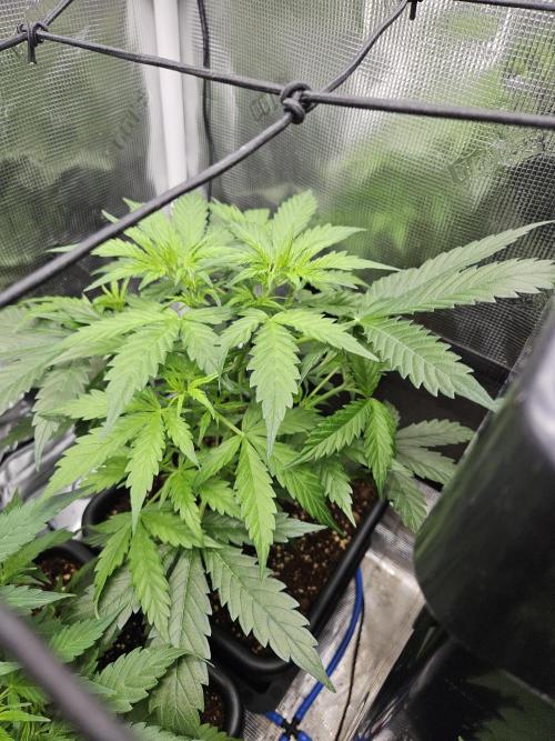 Hazeberry auto rqs testrun #2. Week 6 - Missus #1