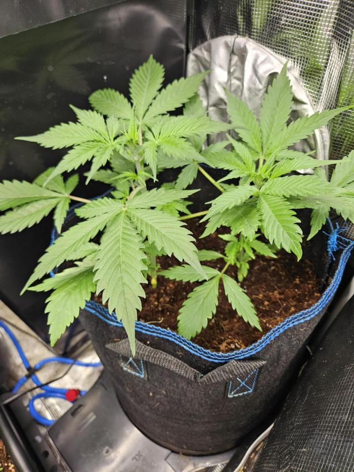 White widow auto Fastbuds test #3. Week 4