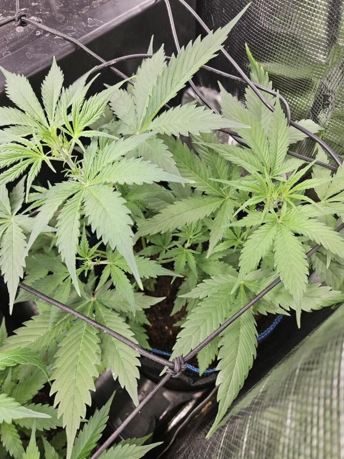 White widow auto Fastbuds test #3. Week 5 - Getting big really fast.