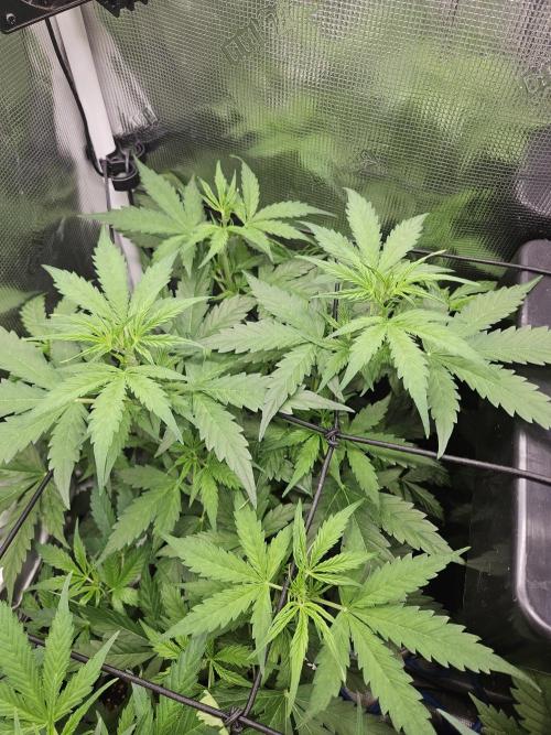 Hazeberry auto rqs testrun #2. Week 7 - Missus #1 is going full french oehlala