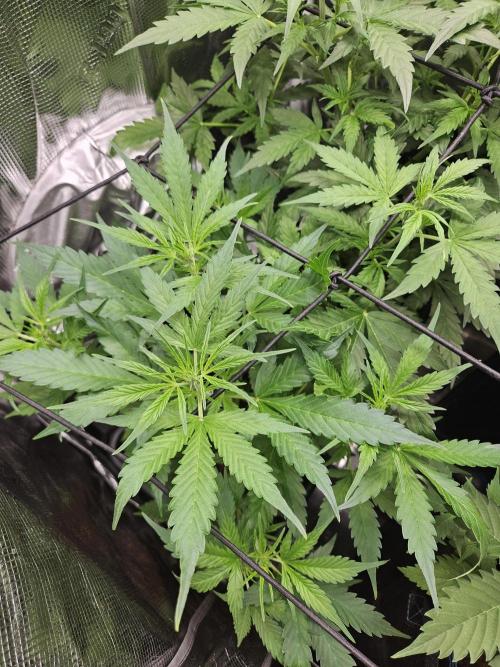 Hazeberry auto rqs testrun #2. Week 7 - Missus #2 lill sis on her own lovely way. Not everyone can be blessed busty.