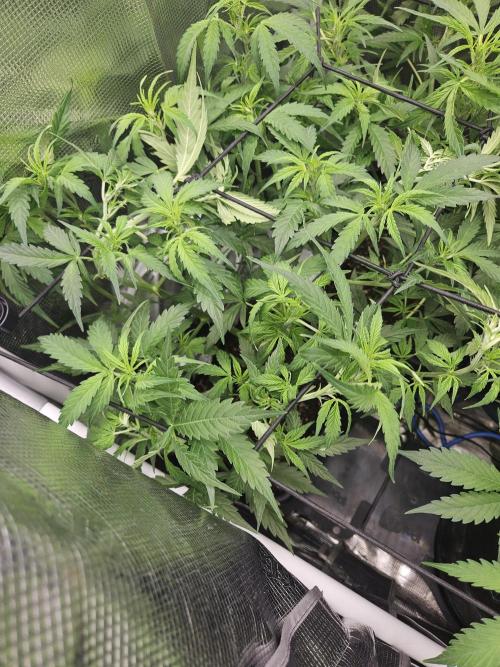 Hazeberry auto rqs testrun #2. Week 7 - Missus nmr1 started flowering and got a lil clipping.