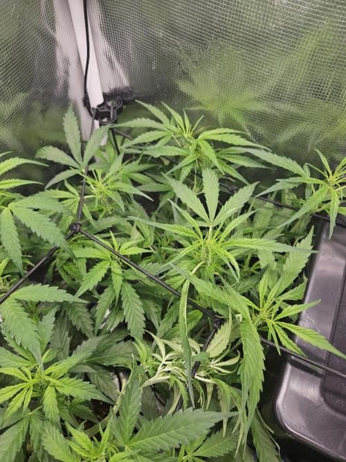Hazeberry auto rqs testrun #2. Week 7 - Missus nmr 2 is keeping up.