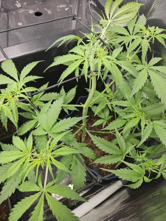 White widow auto Fastbuds test #3. Week 6 - Tru thick and thin. 