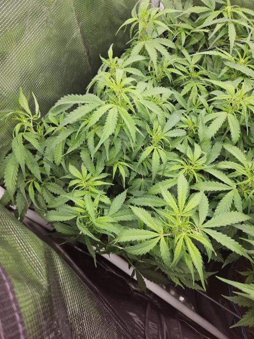 Hazeberry auto rqs testrun #2. Week 8