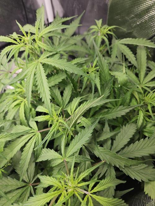 White widow auto Fastbuds test #3. Week 7