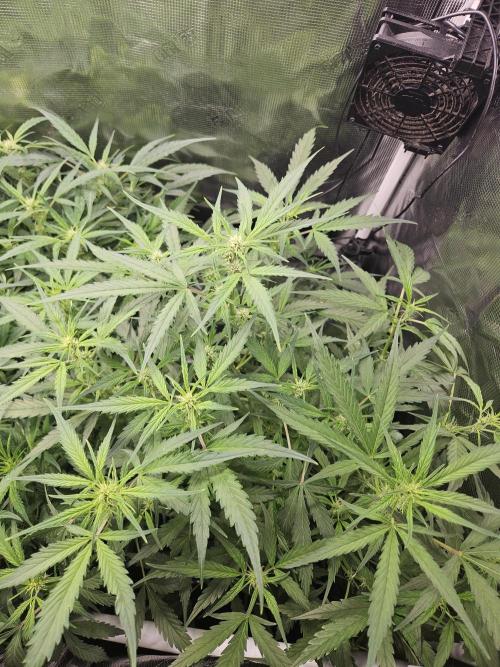 White widow auto Fastbuds test #3. Week 8