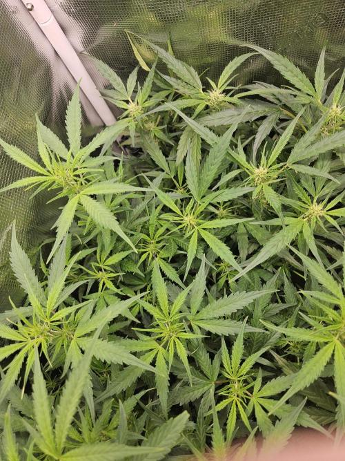 Hazeberry auto rqs testrun #2. Week 9 - Thicker