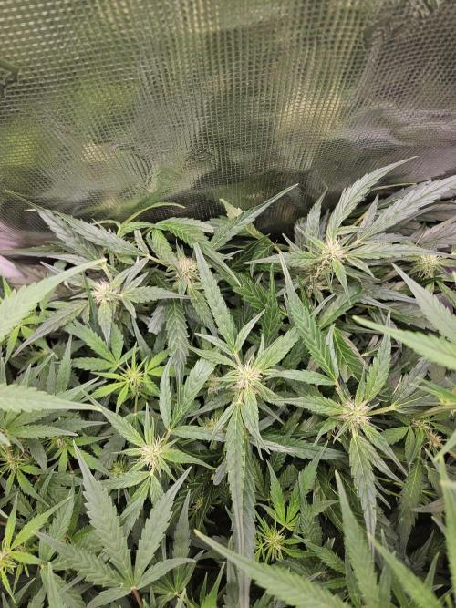 Hazeberry auto rqs testrun #2. Week 10