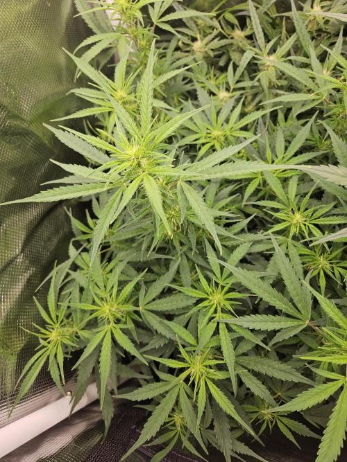 Hazeberry auto rqs testrun #2. Week 10