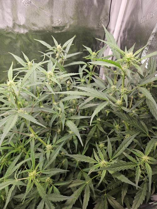 White widow auto Fastbuds test #3. Week 9