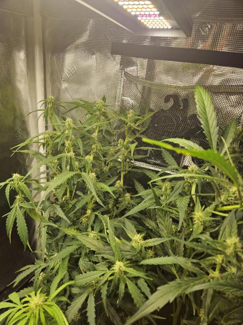 White widow auto Fastbuds test #3. Week 10 - Tall lady 