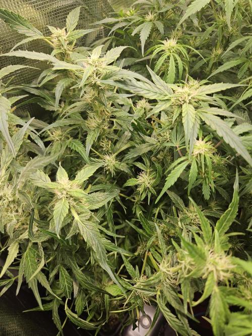 Hazeberry auto rqs testrun #2. Week 11 - Gave lady nmr 1 a defol.