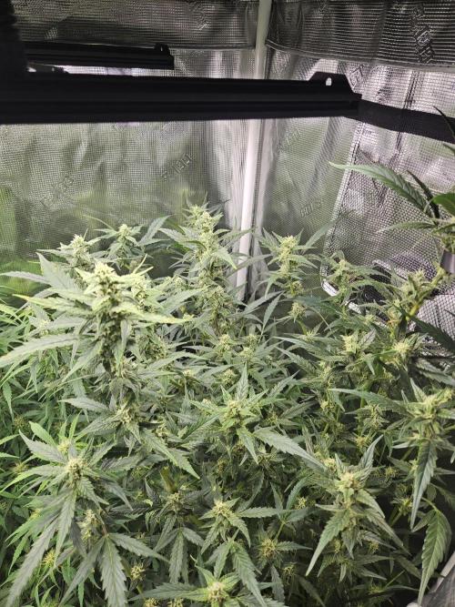 White widow auto Fastbuds test #3. Week 11