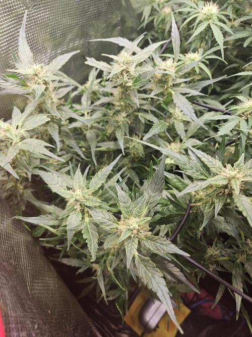 Hazeberry auto rqs testrun #2. Week 12 - Shorty is sticky.