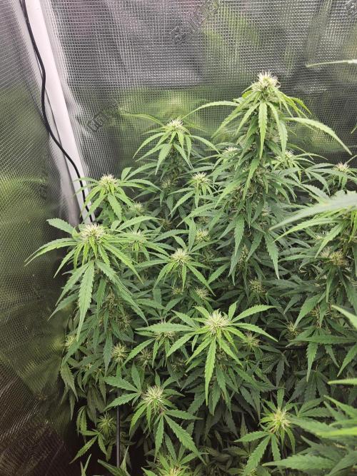 Hazeberry auto rqs testrun #2. Week 12 - All fluff no filler. 