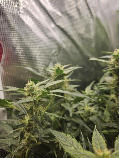 Hazeberry auto rqs testrun #2. Week 12