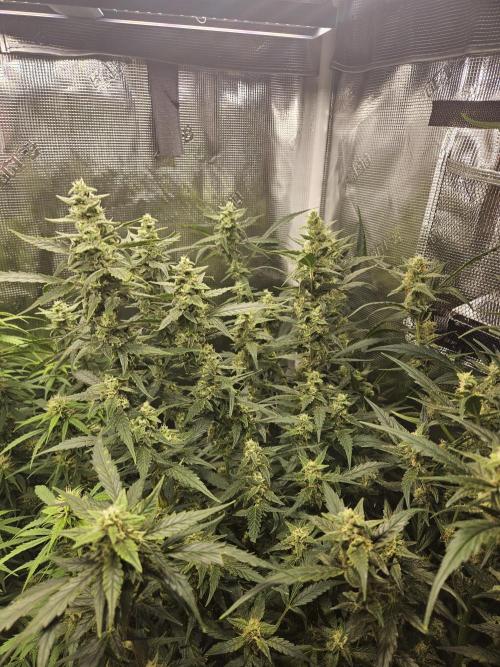 White widow auto Fastbuds test #3. Week 12