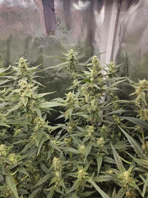 White widow auto Fastbuds test #3. Week 12