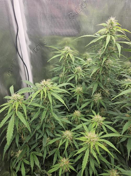 Hazeberry auto rqs testrun #2. Week 13