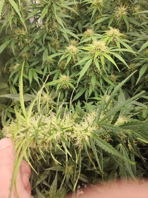 Hazeberry auto rqs testrun #2. Week 13