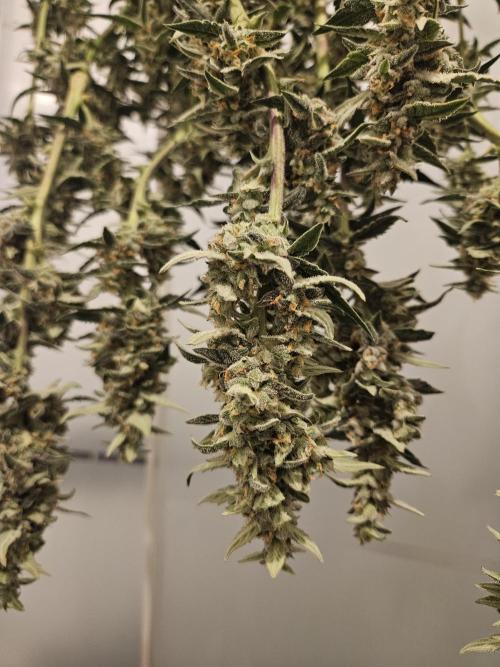 White widow auto Fastbuds test #3. Week 13