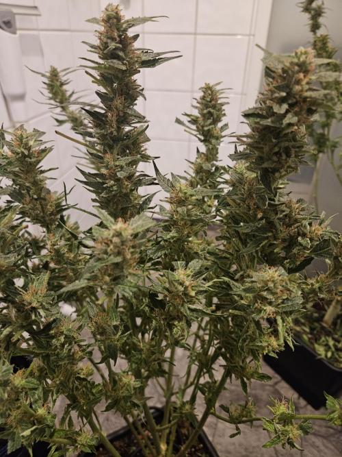 Hazeberry auto rqs testrun #2. Week 14 - Lil and tasty.