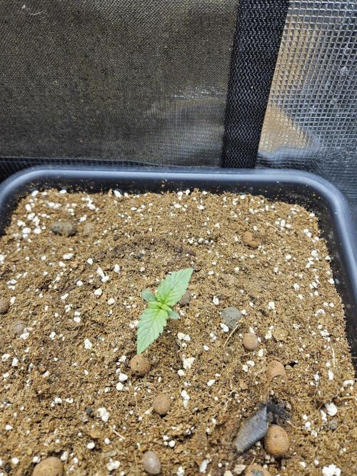 RF3 mixpack fastbuds run. Week 1
