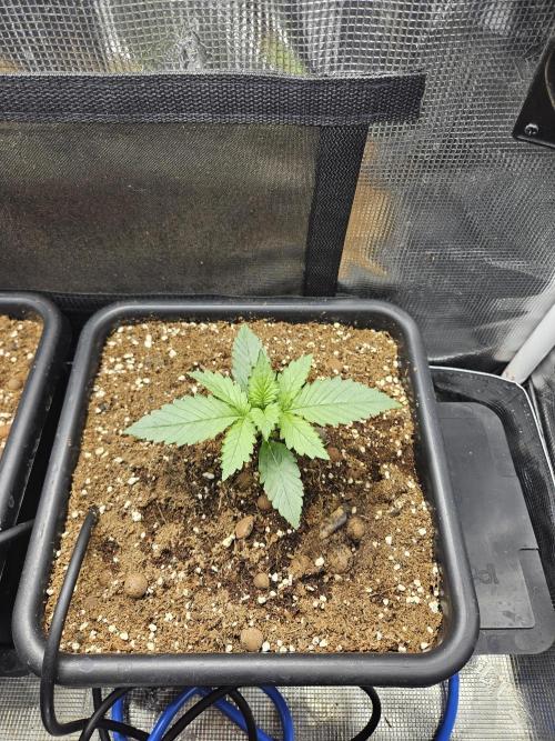 RF3 mixpack fastbuds run. Week 2