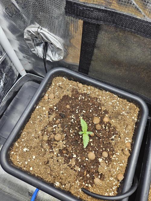 RF3 mixpack fastbuds run. Week 2