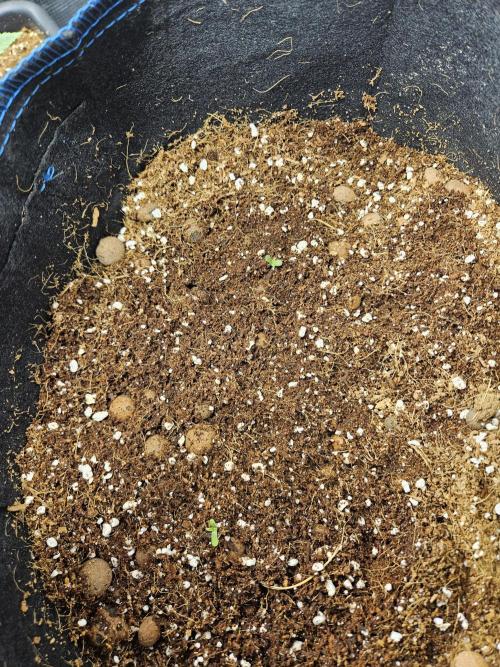 bleuberry auto 2.0 the ressurection. Week 0