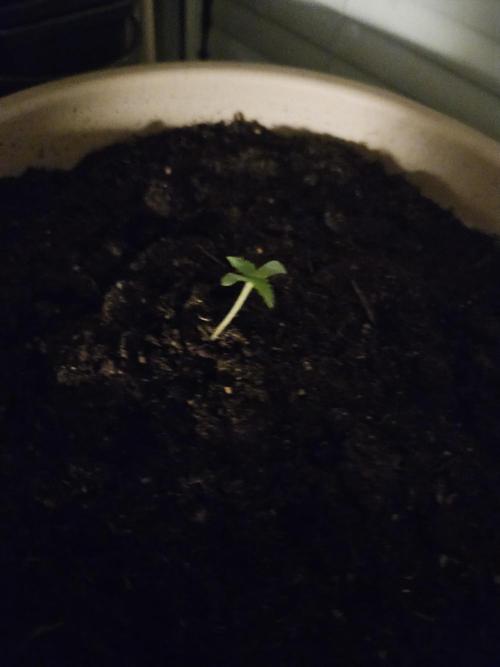 purplematic CBD run from Rqs. Week 0