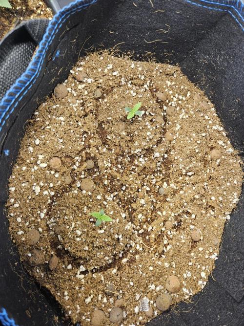 bleuberry auto 2.0 the ressurection. Week 0
