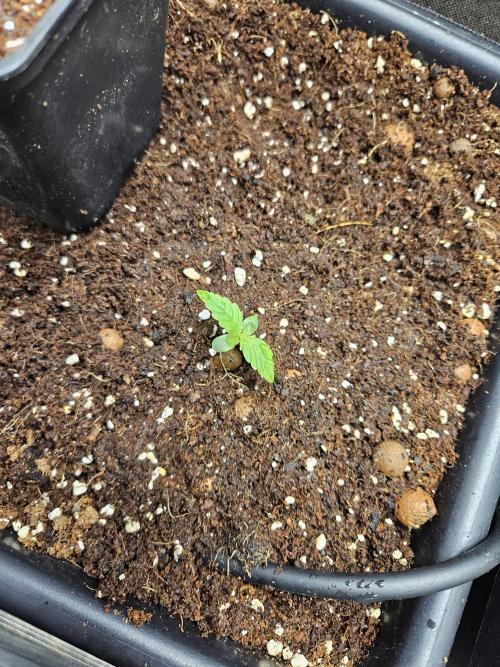 bleuberry auto 2.0 the ressurection. Week 0