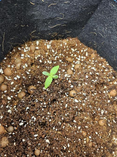 bleuberry auto 2.0 the ressurection. Week 0