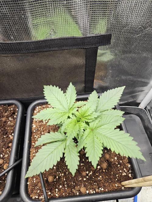 RF3 mixpack fastbuds run. Week 2