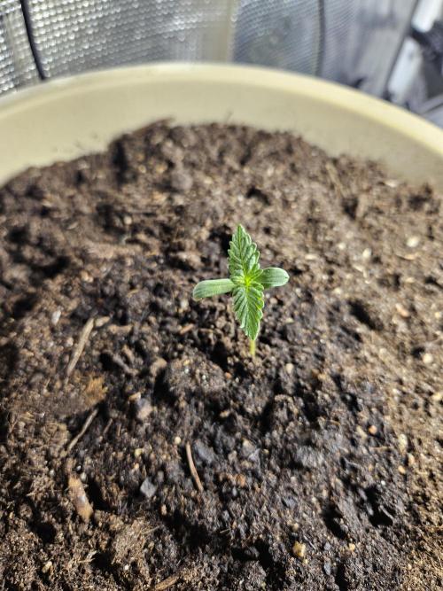 purplematic CBD run from Rqs. Week 0