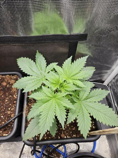 RF3 mixpack fastbuds run. Week 3