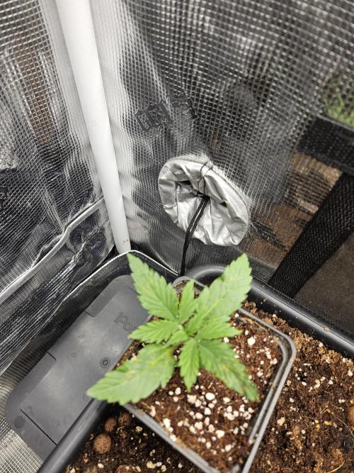 RF3 mixpack fastbuds run. Week 3
