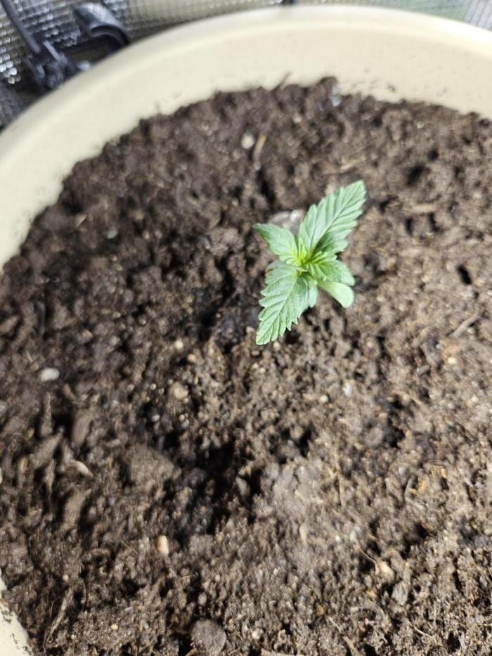 purplematic CBD run from Rqs. Week 1