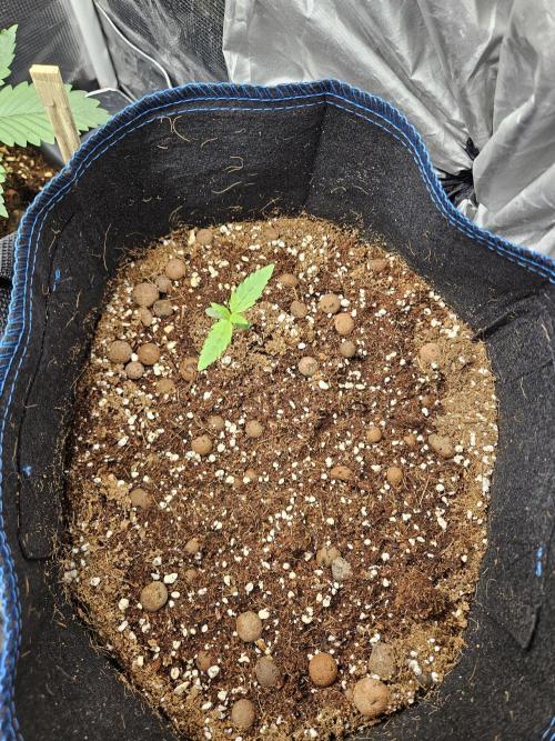 bleuberry auto 2.0 the ressurection. Week 1