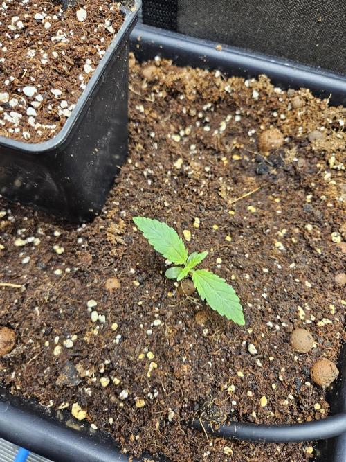 bleuberry auto 2.0 the ressurection. Week 1