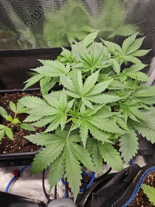 RF3 mixpack fastbuds run. Week 4